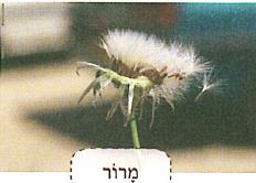 (בספר איור של נוגה ושביט משוחחים)